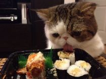 I-love-sushi-taste-so-good